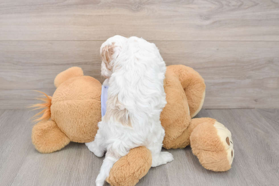 Little Cavipoo Poodle Mix Puppy