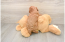 Best Cavapoo Baby