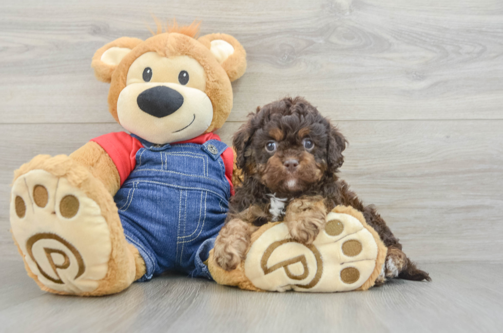 6 week old Cavapoo Puppy For Sale - Fairfield Furbabies