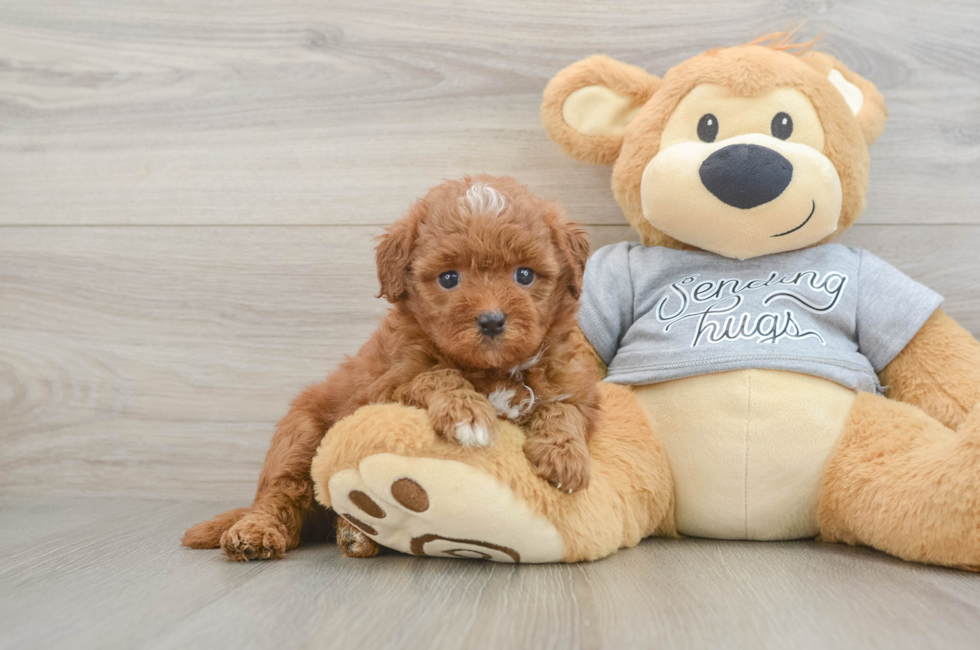 6 week old Cavapoo Puppy For Sale - Fairfield Furbabies
