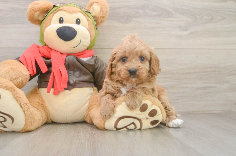 6 week old Cavapoo Puppy For Sale - Fairfield Furbabies