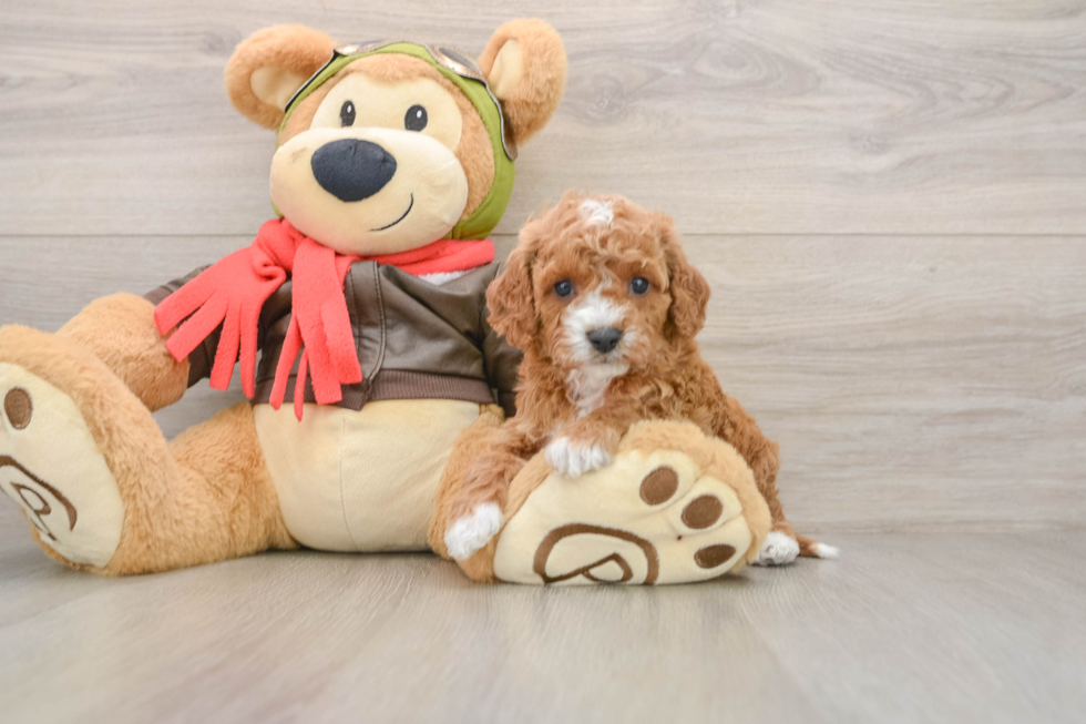 Funny Cavapoo Poodle Mix Pup