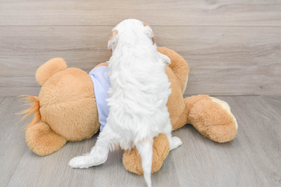 Cavapoo Pup Being Cute