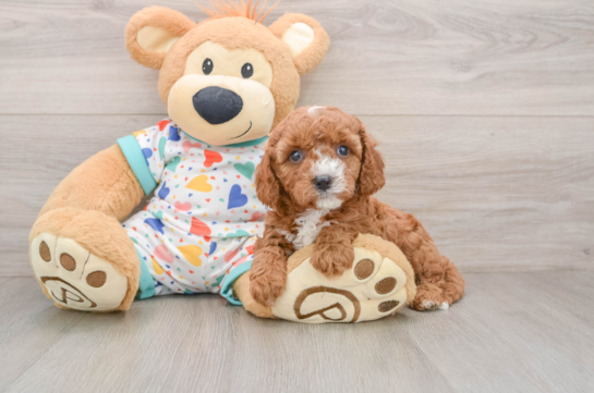 Popular Cavapoo Poodle Mix Pup