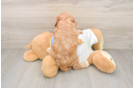 Cavapoo Puppy for Adoption