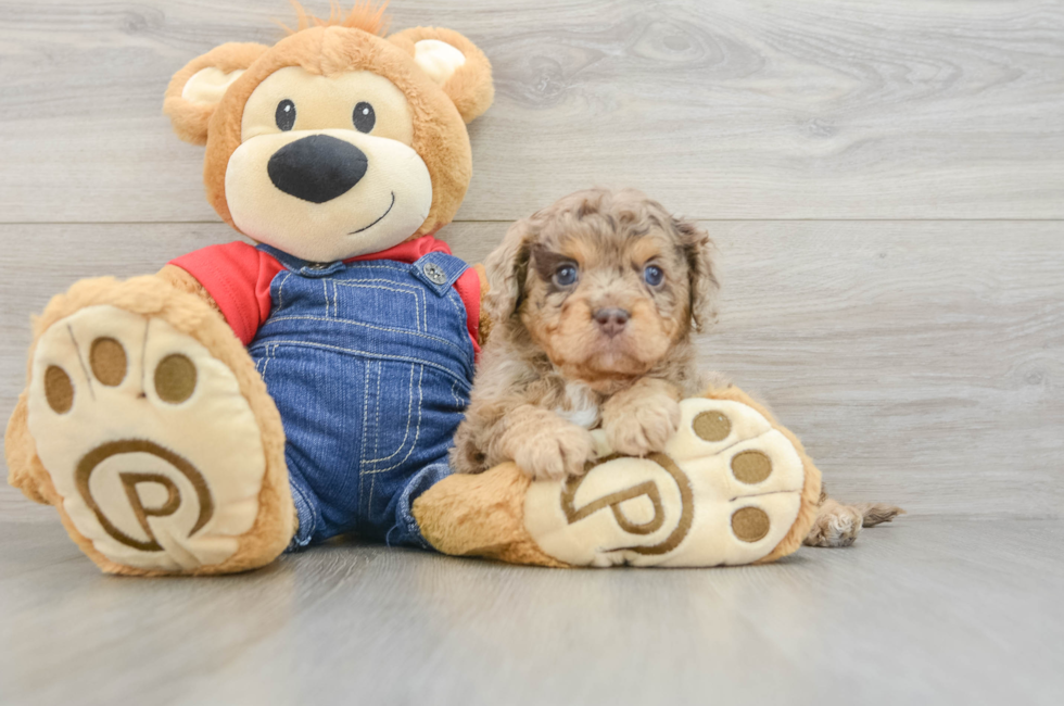 6 week old Cavapoo Puppy For Sale - Fairfield Furbabies