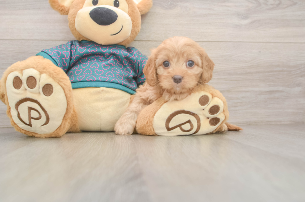 8 week old Cavapoo Puppy For Sale - Fairfield Furbabies