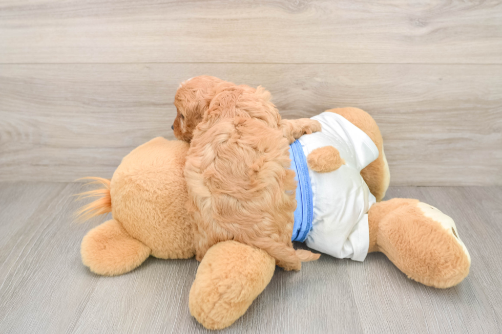 Playful Cavapoodle Poodle Mix Puppy