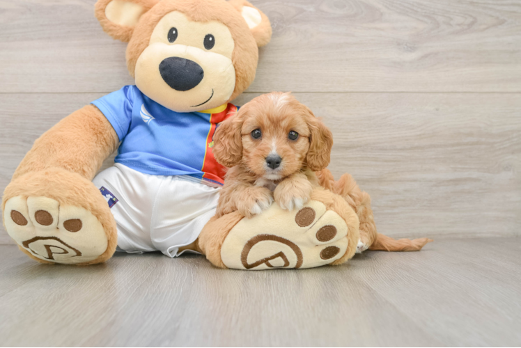 Best Cavapoo Baby