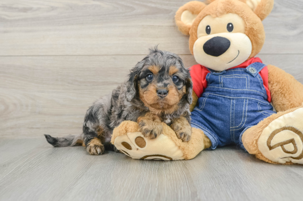 6 week old Cavapoo Puppy For Sale - Fairfield Furbabies
