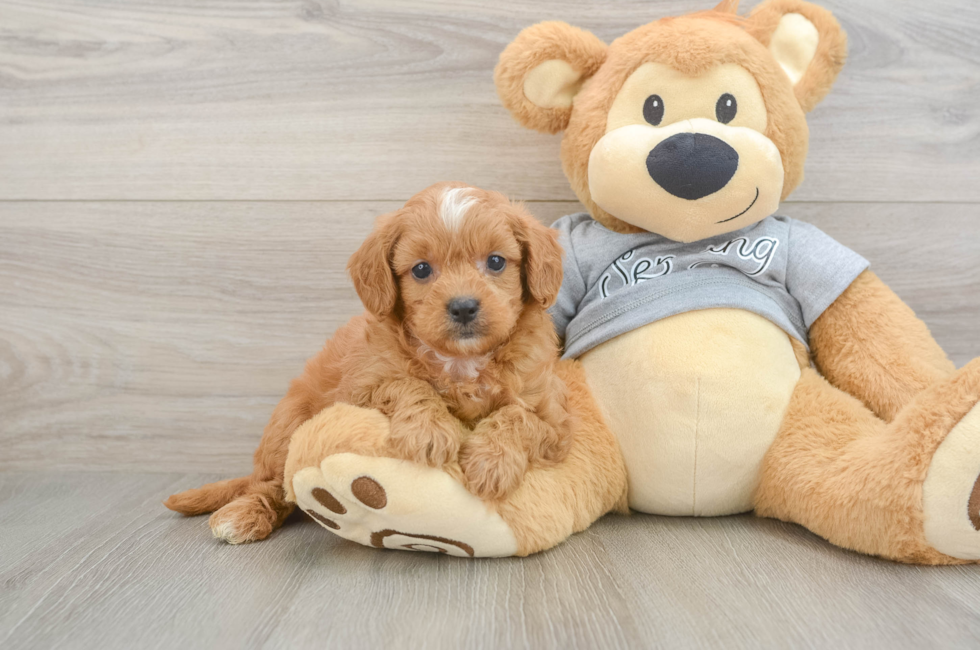6 week old Cavapoo Puppy For Sale - Fairfield Furbabies