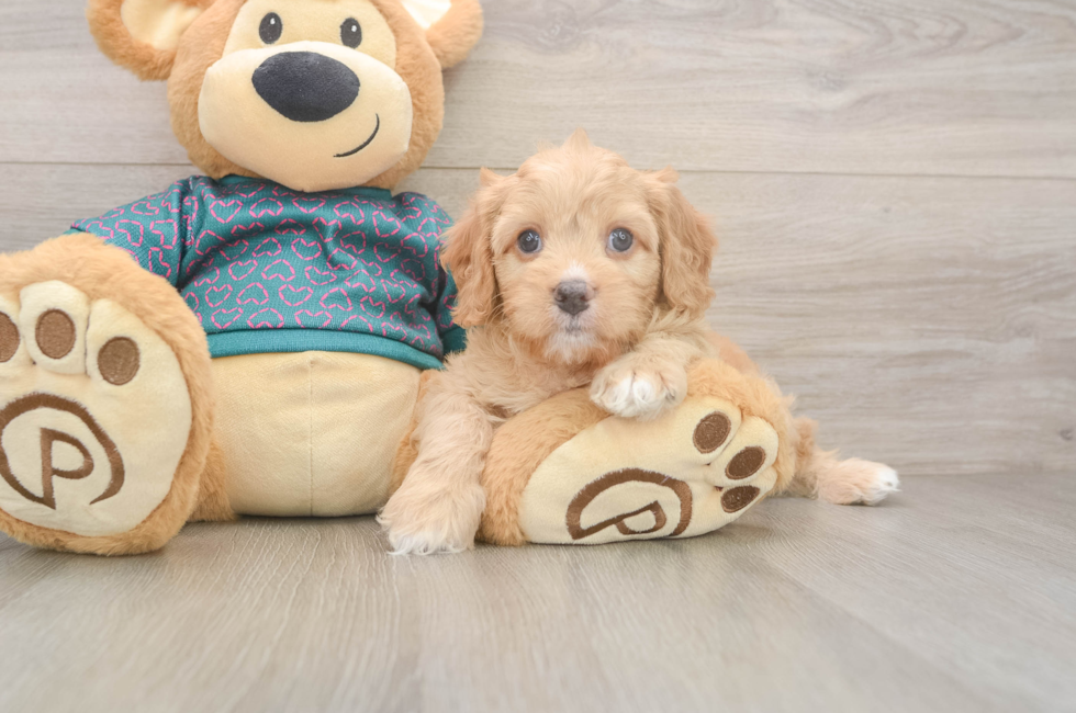 8 week old Cavapoo Puppy For Sale - Fairfield Furbabies