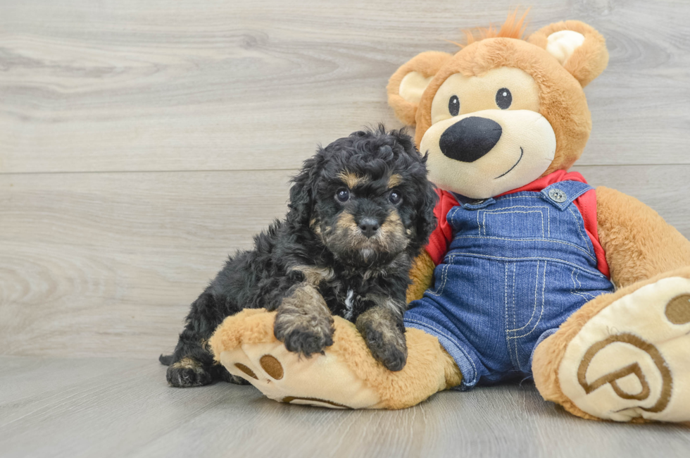 6 week old Cavapoo Puppy For Sale - Fairfield Furbabies