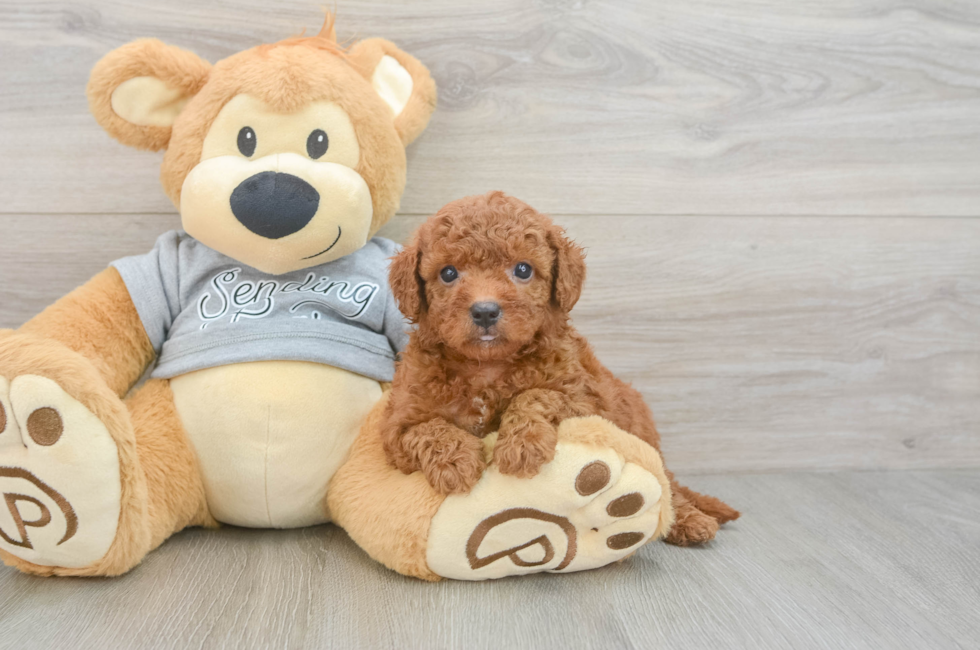 6 week old Cavapoo Puppy For Sale - Fairfield Furbabies
