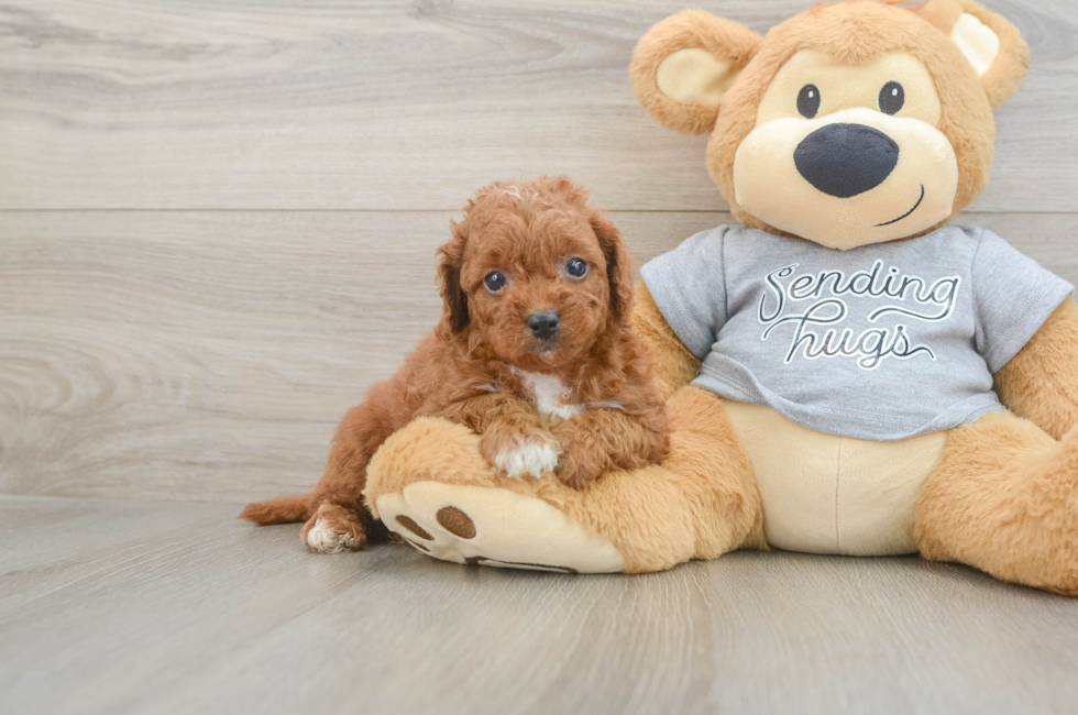 6 week old Cavapoo Puppy For Sale - Fairfield Furbabies