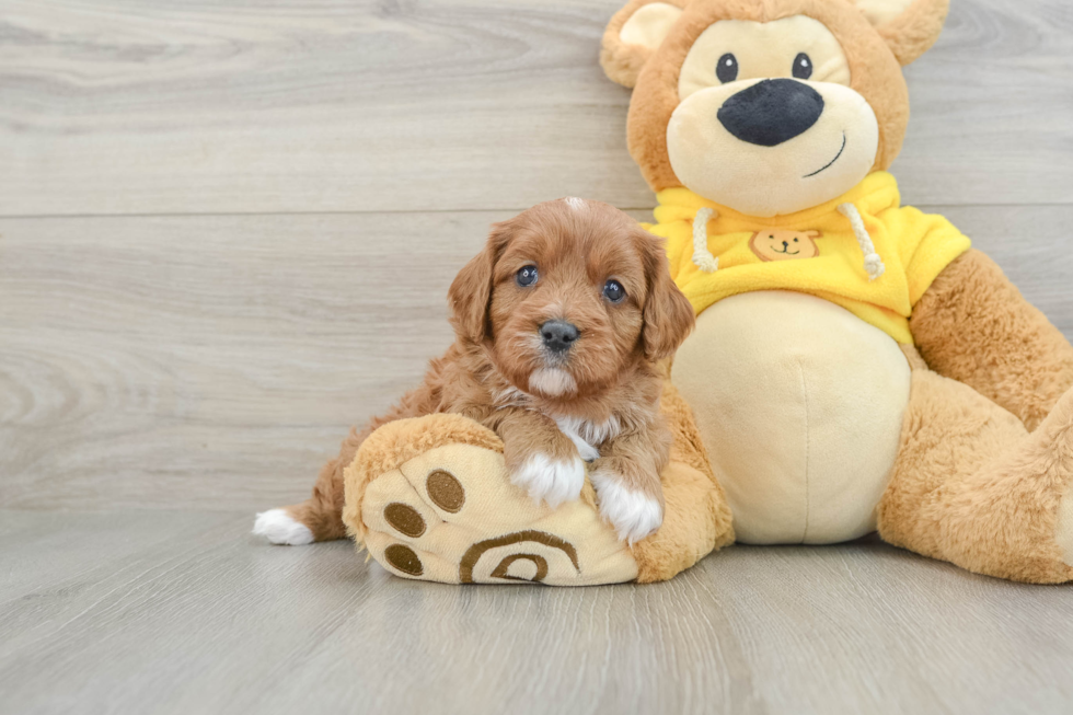 Adorable Cavalier King Charles Spaniel and Poodle Mix Poodle Mix Puppy