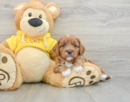 7 week old Cavapoo Puppy For Sale - Fairfield Furbabies