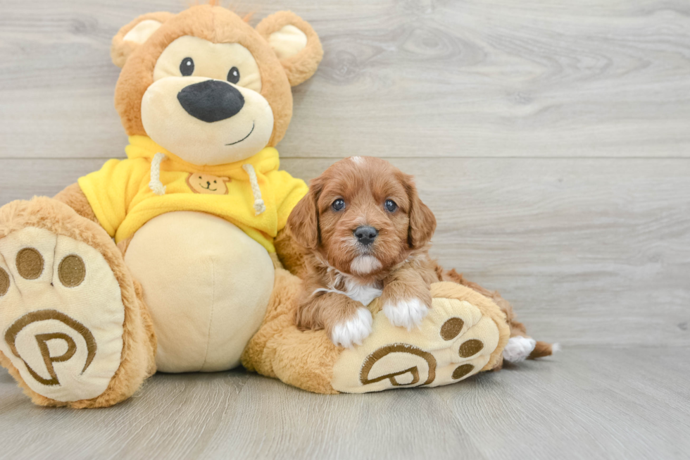 Funny Cavapoo Poodle Mix Pup