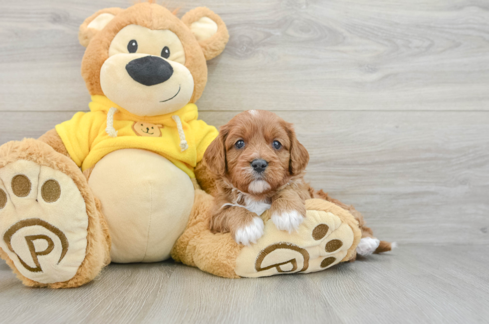 7 week old Cavapoo Puppy For Sale - Fairfield Furbabies