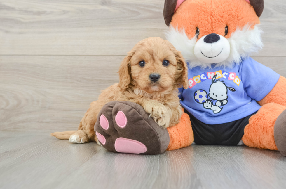 7 week old Cavapoo Puppy For Sale - Fairfield Furbabies