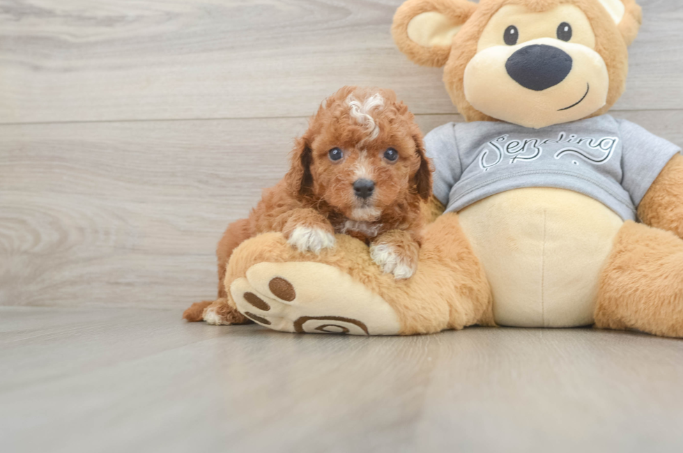 6 week old Cavapoo Puppy For Sale - Fairfield Furbabies