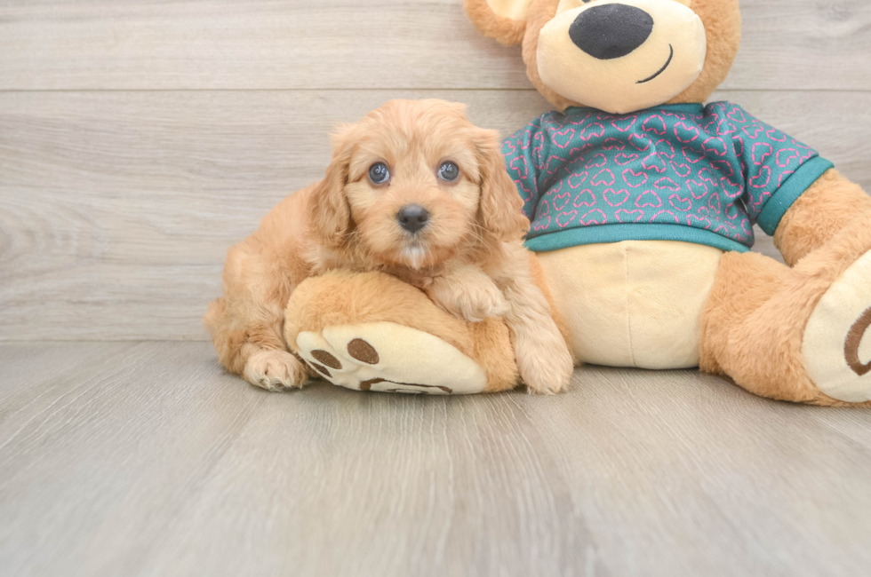 8 week old Cavapoo Puppy For Sale - Fairfield Furbabies