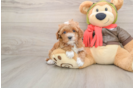 Cavapoo Puppy for Adoption