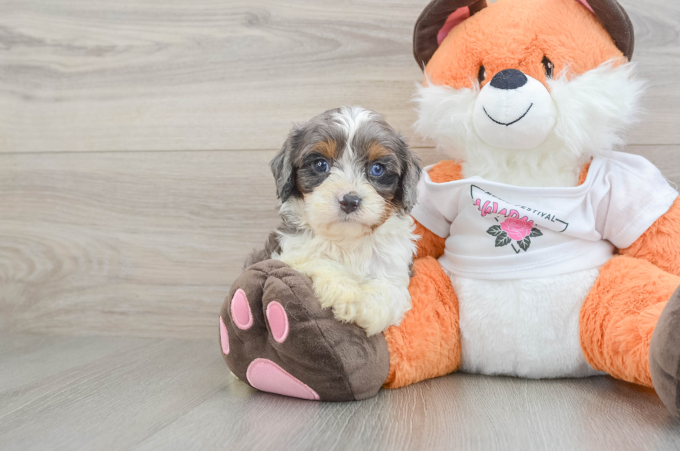 7 week old Cavapoo Puppy For Sale - Fairfield Furbabies