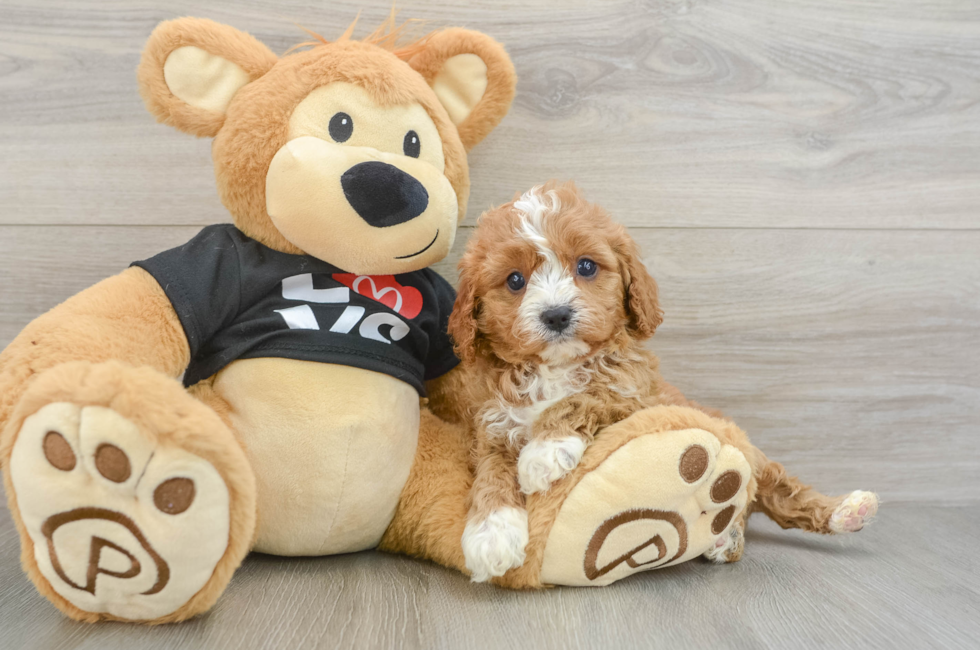 5 week old Cavapoo Puppy For Sale - Fairfield Furbabies