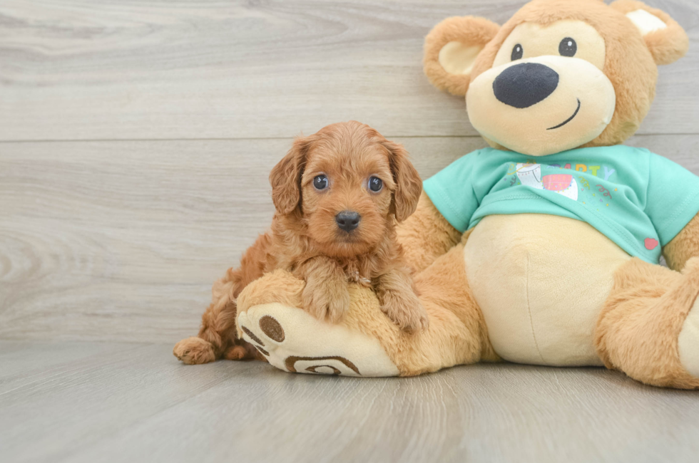 7 week old Cavapoo Puppy For Sale - Fairfield Furbabies