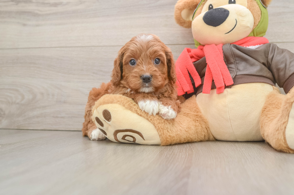 7 week old Cavapoo Puppy For Sale - Fairfield Furbabies