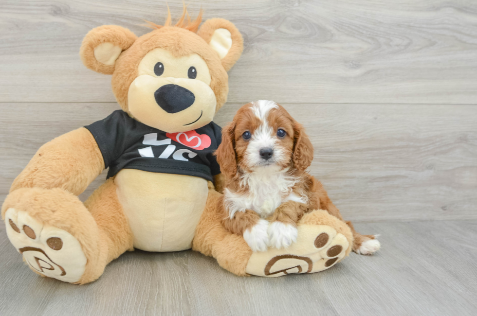5 week old Cavapoo Puppy For Sale - Fairfield Furbabies