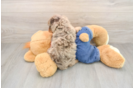 Cavapoo Puppy for Adoption