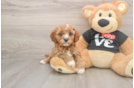 Little Cavipoo Poodle Mix Puppy