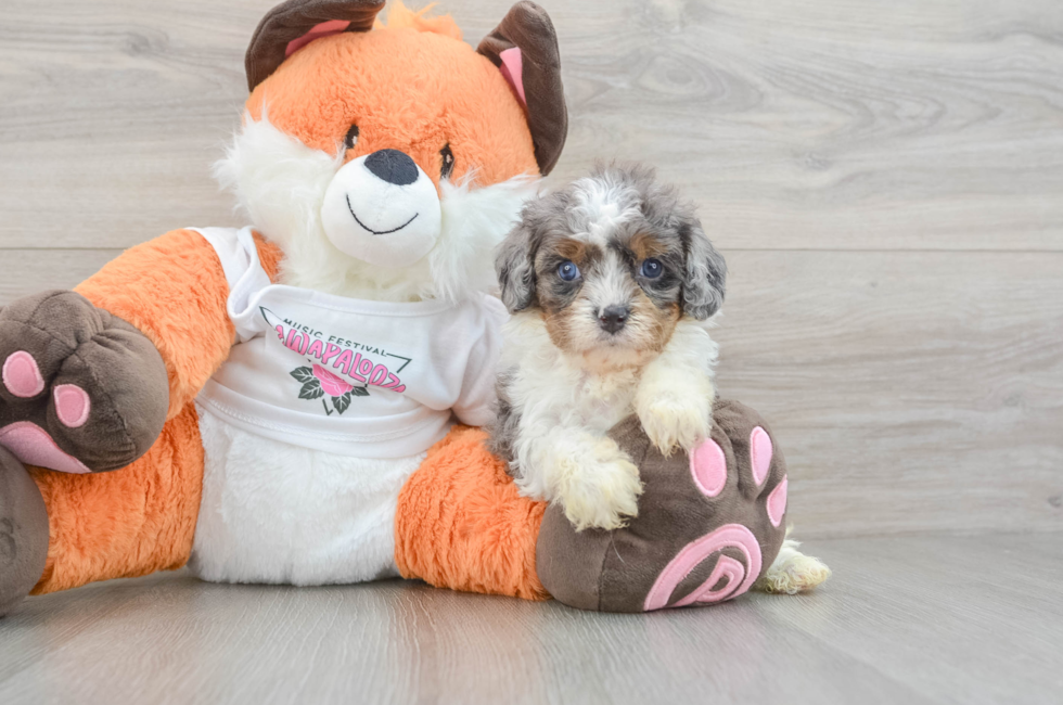 7 week old Cavapoo Puppy For Sale - Fairfield Furbabies