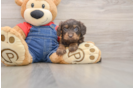 Cavapoo Puppy for Adoption