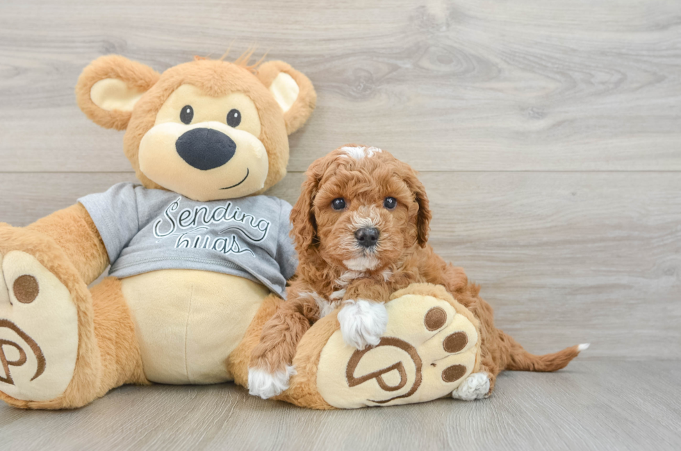 6 week old Cavapoo Puppy For Sale - Fairfield Furbabies