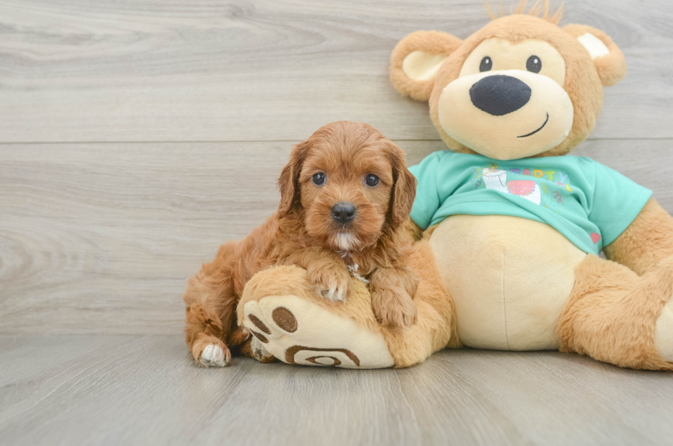 7 week old Cavapoo Puppy For Sale - Fairfield Furbabies