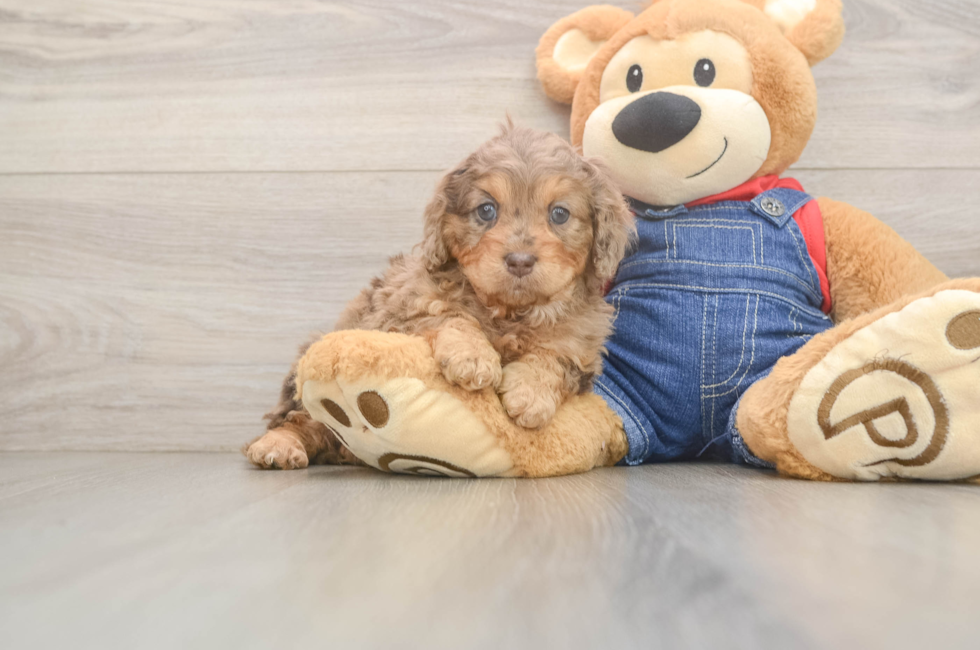7 week old Cavapoo Puppy For Sale - Fairfield Furbabies