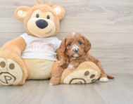 8 week old Cavapoo Puppy For Sale - Fairfield Furbabies