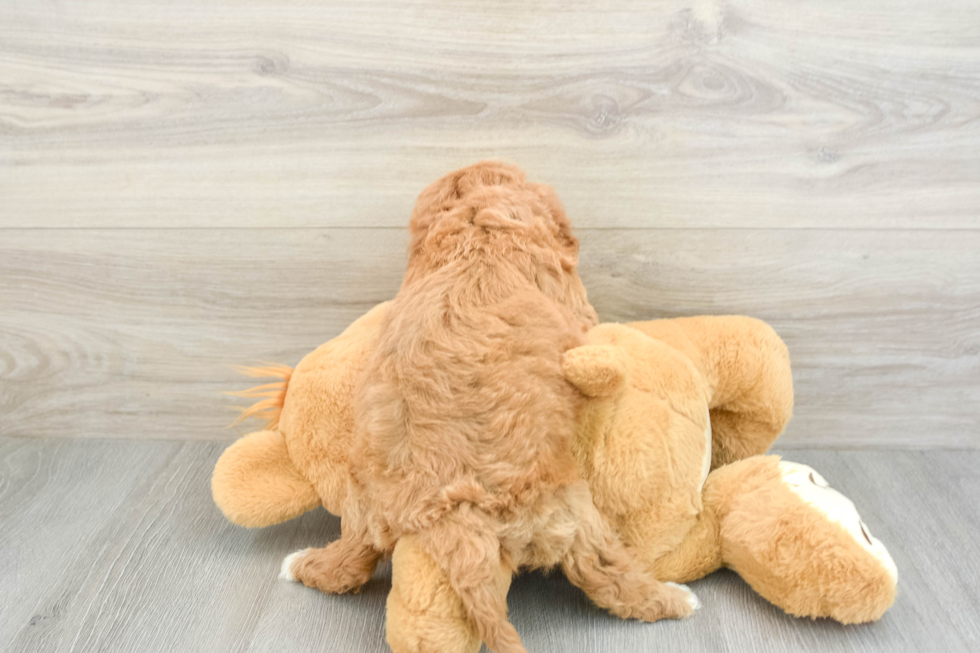 Small Cavapoo Baby