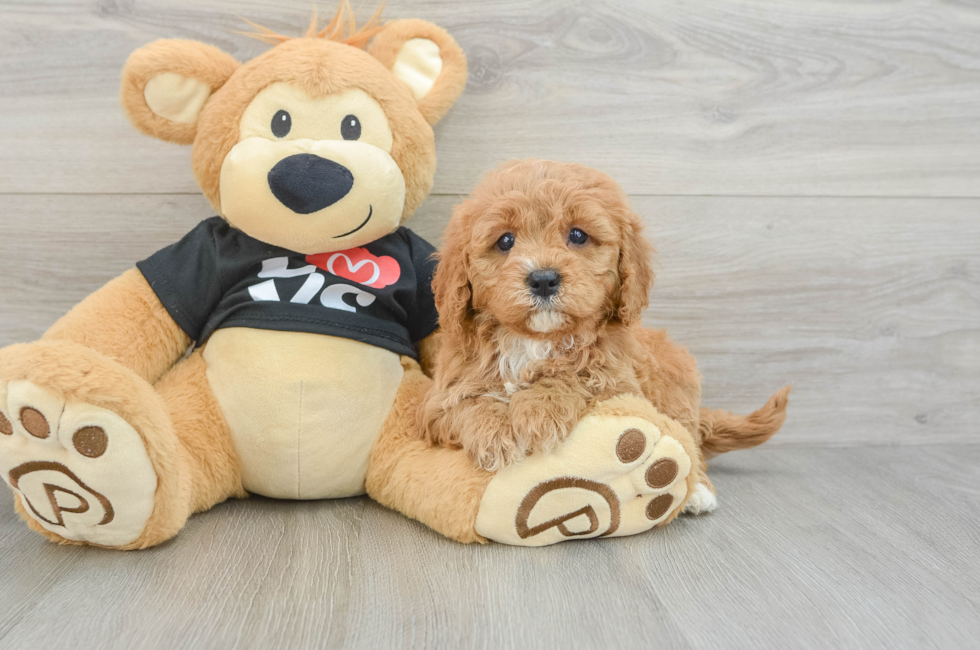 5 week old Cavapoo Puppy For Sale - Fairfield Furbabies
