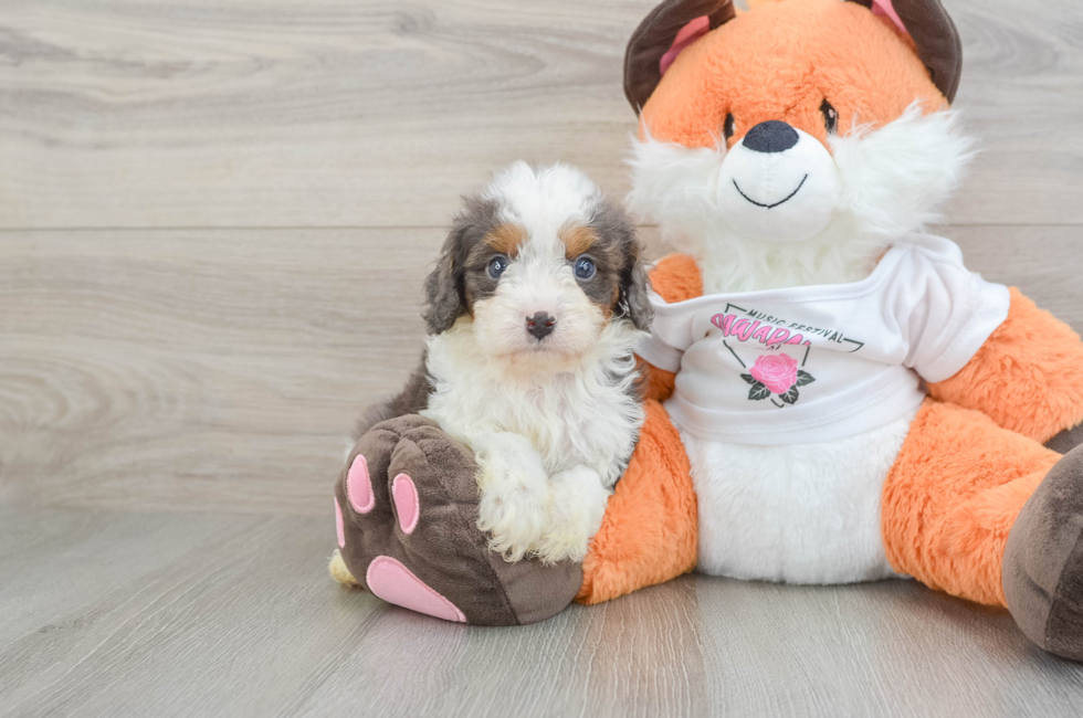7 week old Cavapoo Puppy For Sale - Fairfield Furbabies