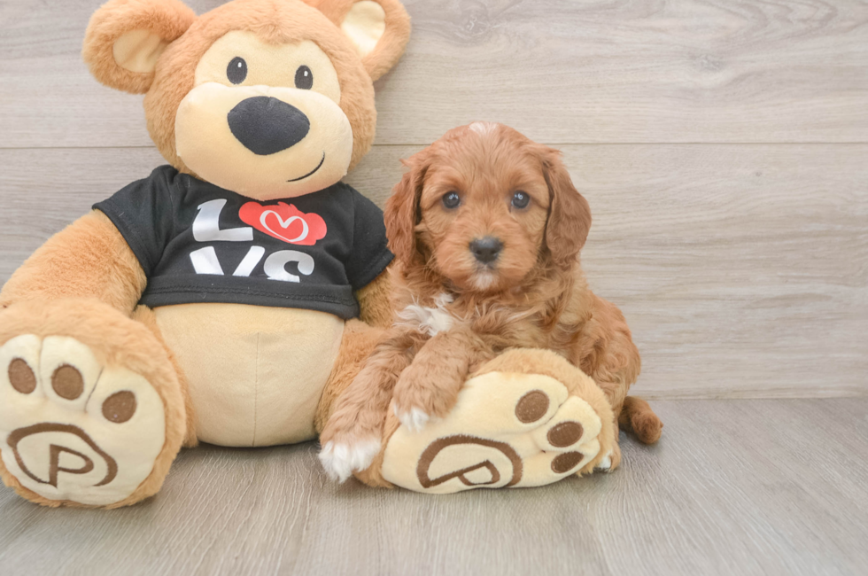 7 week old Cavapoo Puppy For Sale - Fairfield Furbabies