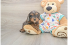 Best Cavapoo Baby