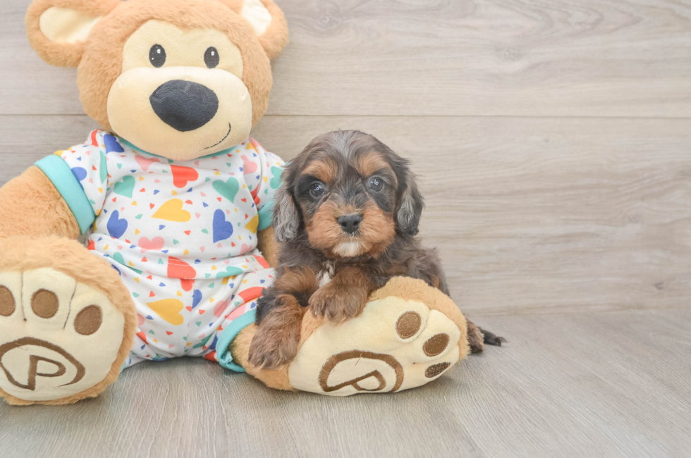 8 week old Cavapoo Puppy For Sale - Fairfield Furbabies