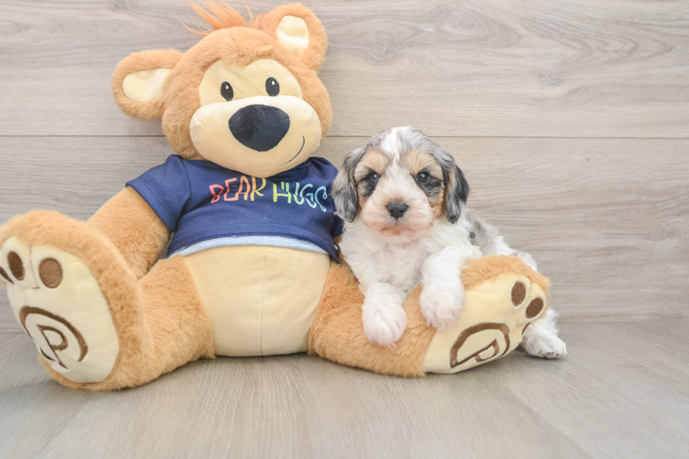 Playful Cavapoodle Poodle Mix Puppy