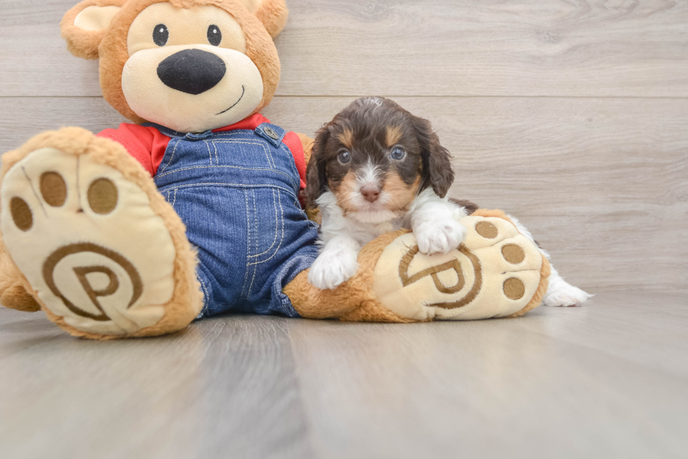 Cavapoo Pup Being Cute