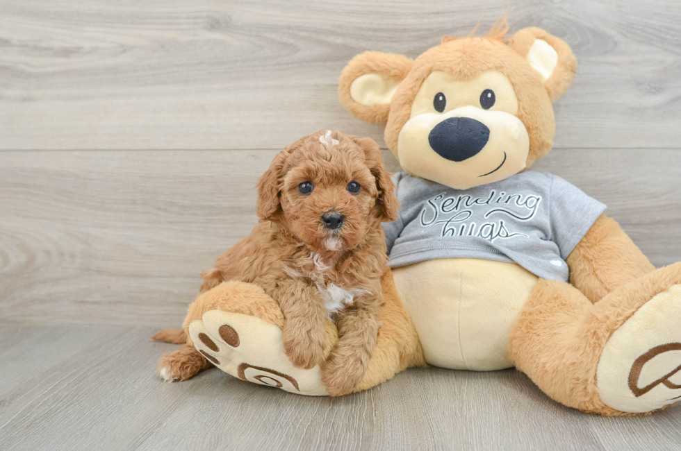 6 week old Cavapoo Puppy For Sale - Fairfield Furbabies