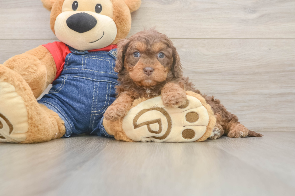 7 week old Cavapoo Puppy For Sale - Fairfield Furbabies